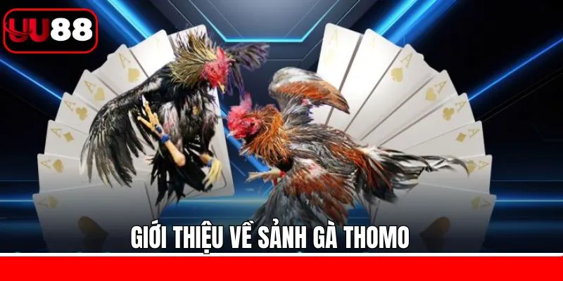 Nội dung sơ lược về sảnh gà Thomo Nội dung sơ lược về sảnh gà Thomo
