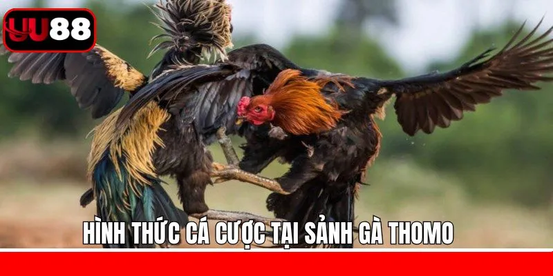 Những hình thức chọi kê Thomo UU88 thú vị Những hình thức chọi kê Thomo UU88 thú vị