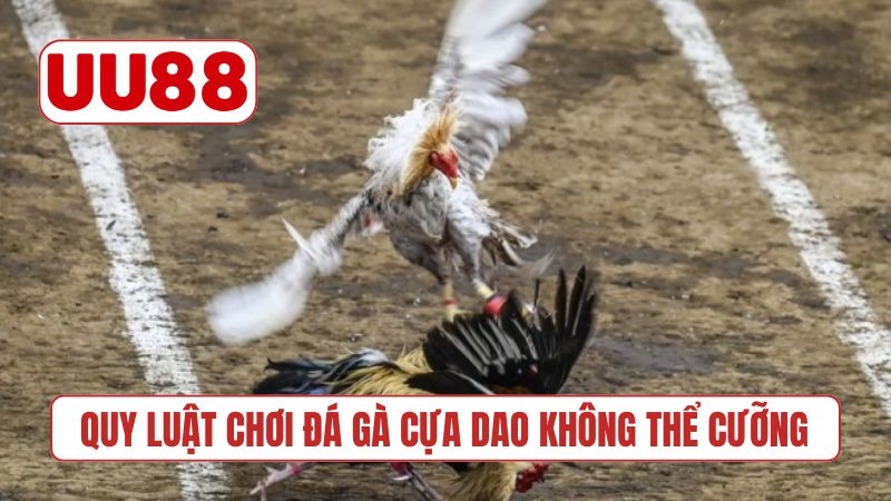 Quy luật chơi đá gà cựa dao không thể cưỡng